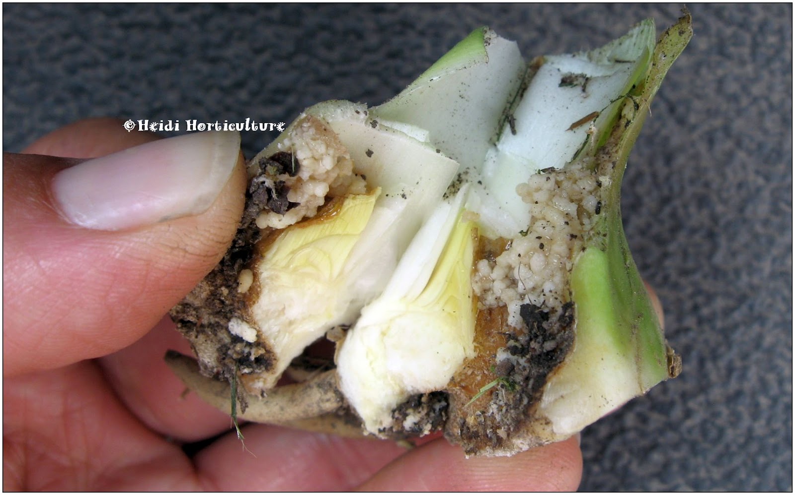 Heidi Horticulture Iris Borer Bacterial Soft Rot Control