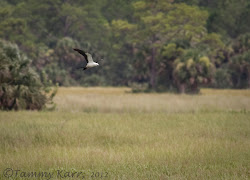 kites birds florida heart