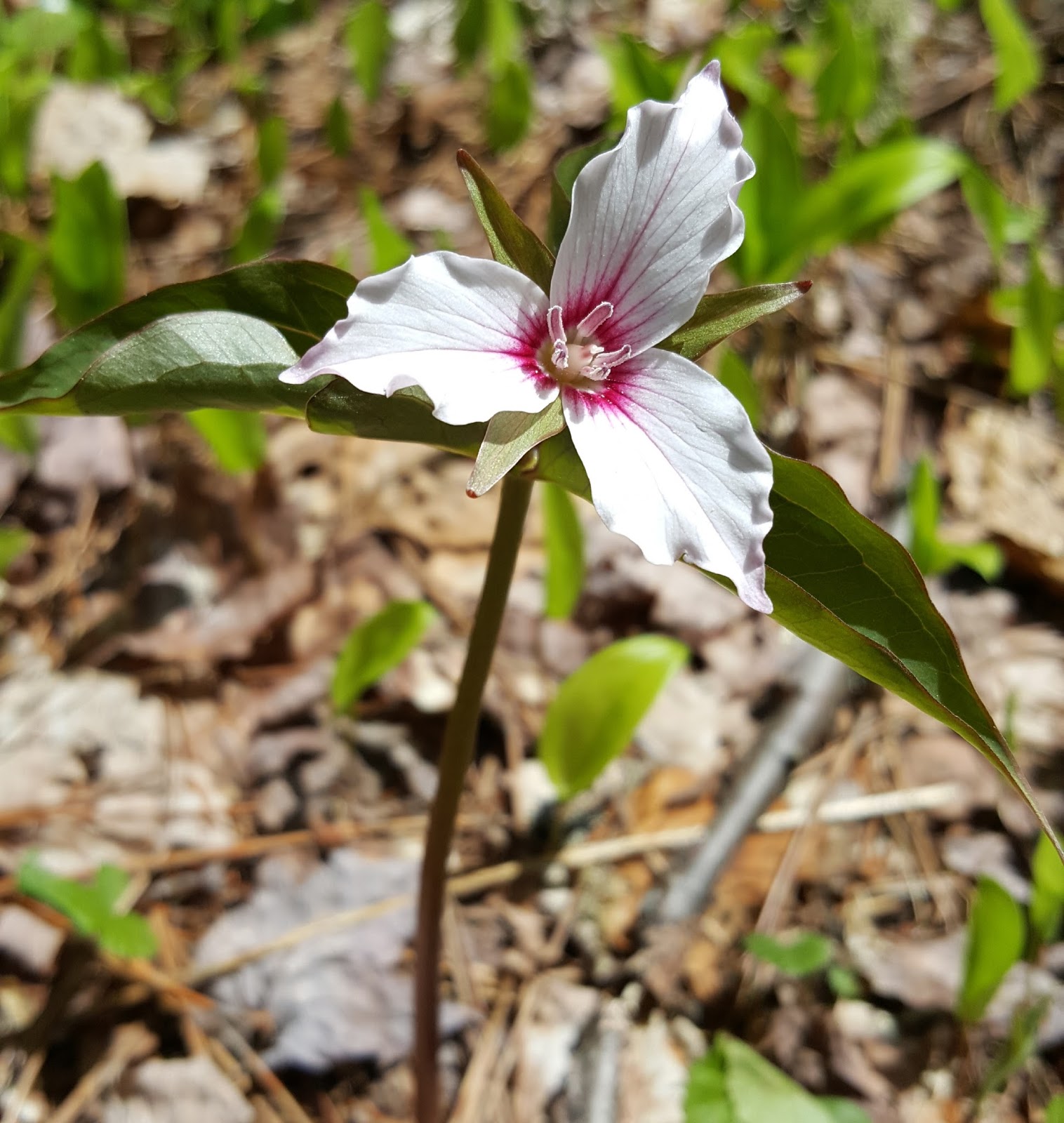 Woodland Flowers of Spring and Early Summer