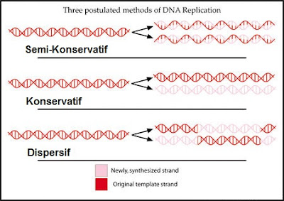 REPLIKASI DNA ~ MUNAWI INSIDE