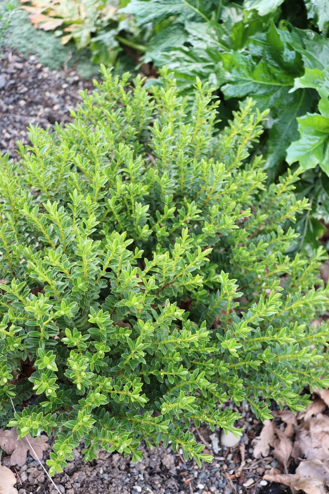 Touch Of Class Plants Product Catalogue 2019 2020 By Touch Of