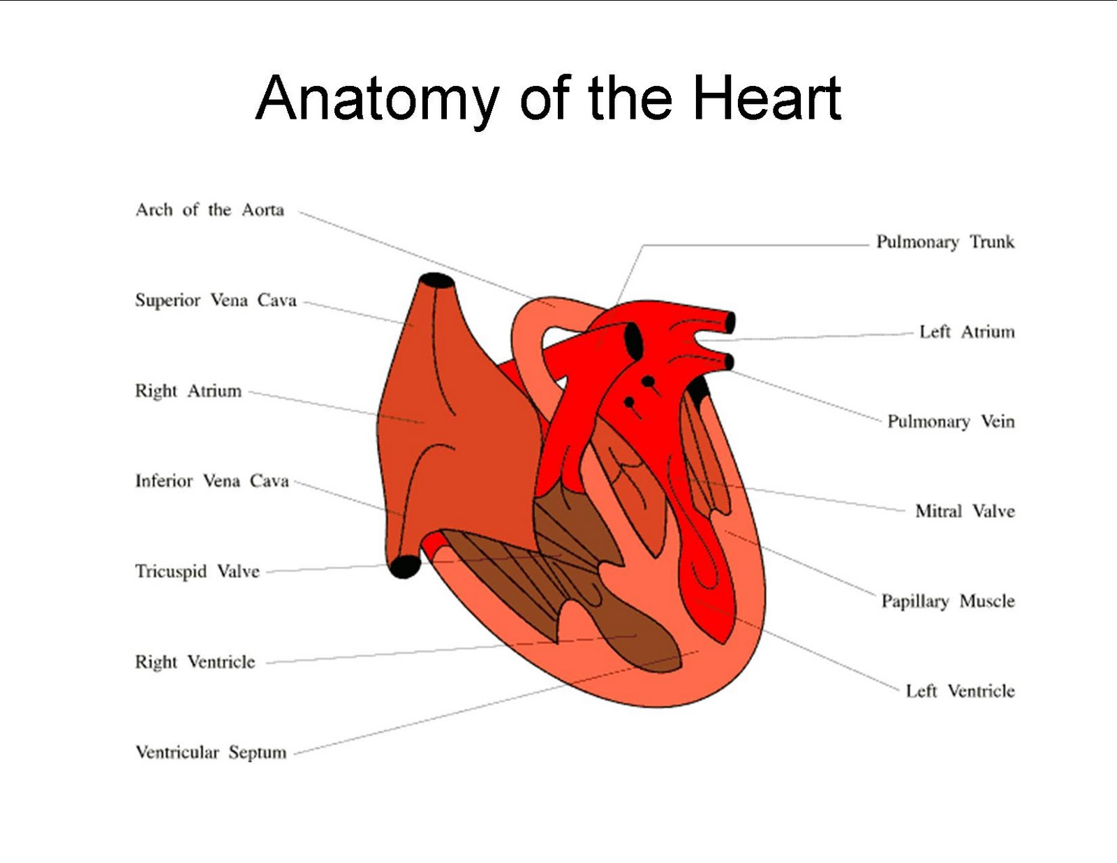 Waety Muluss: Heart Diagram Animation