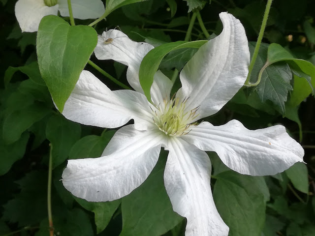 clematis John Huxtable