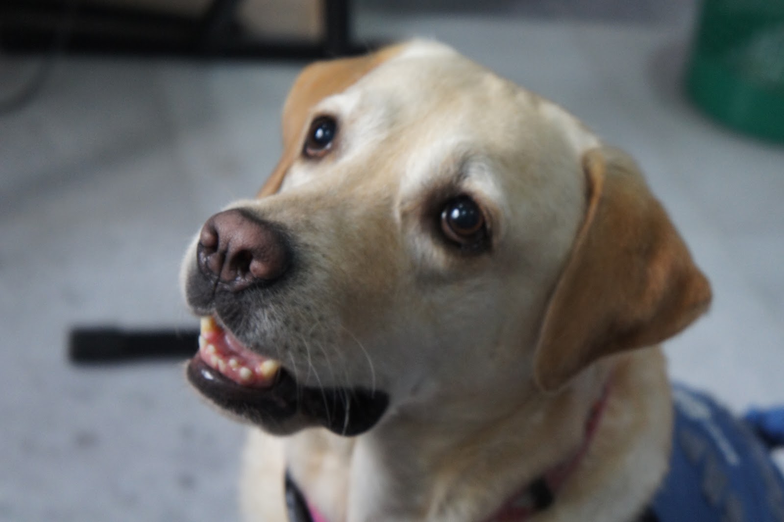 Can A Dog Wear A Thundershirt All Day
