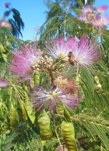 Bee in a Silk Tree