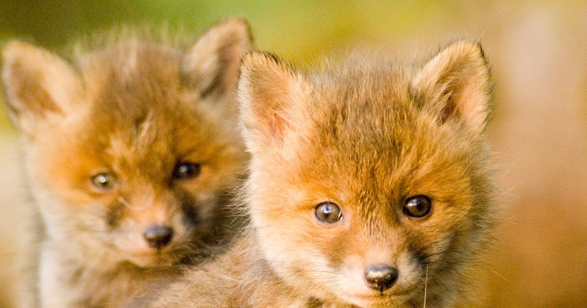 Sermon: Beware The Little Foxes - New Vision