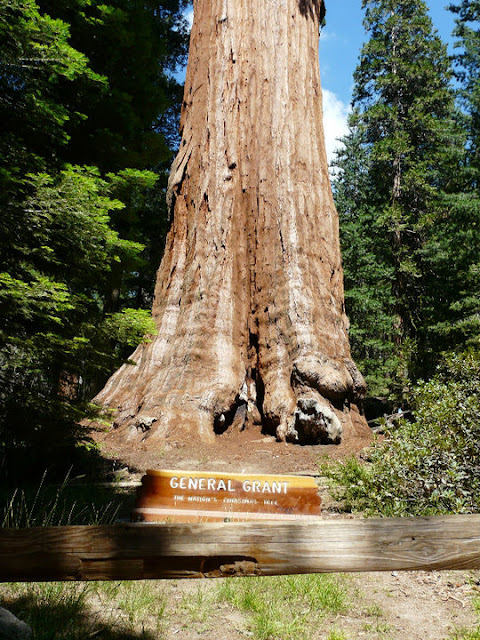 visite Sequoia National Park USA