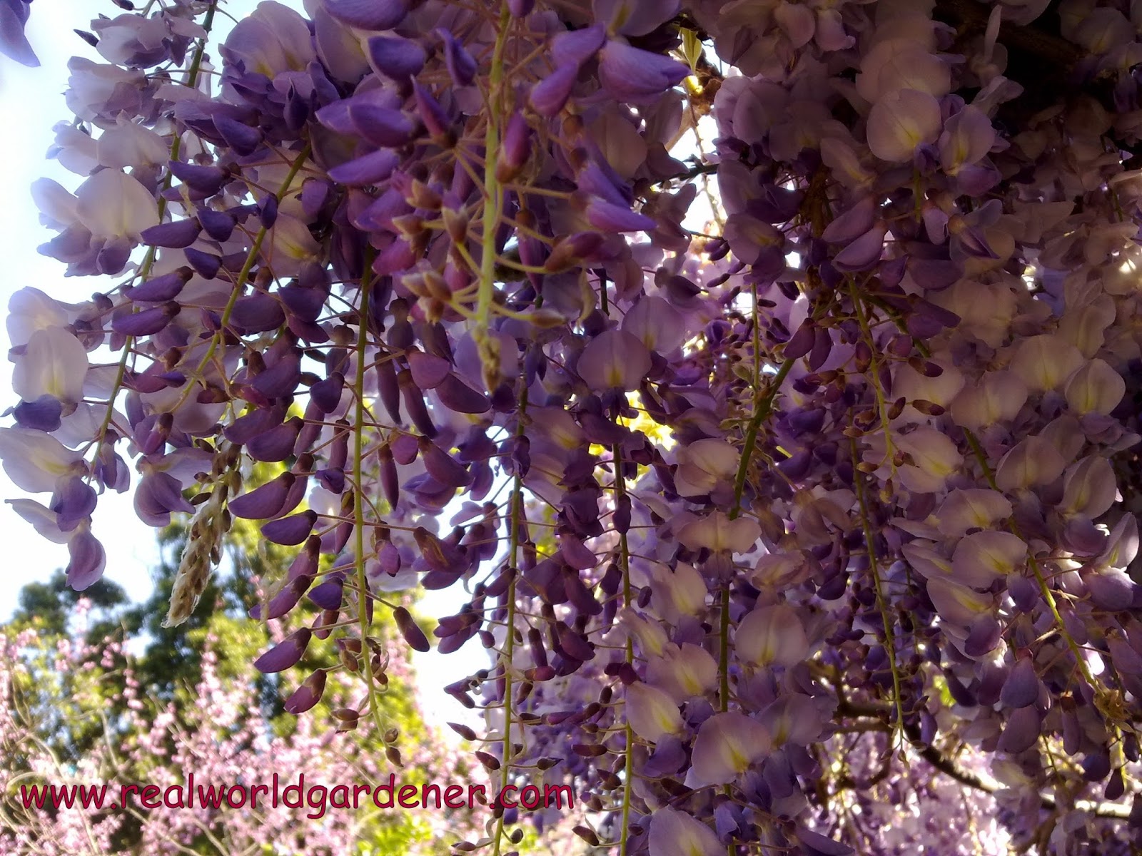 S T I L E T To Thunbergia Erecta The King S Mantle And Bush