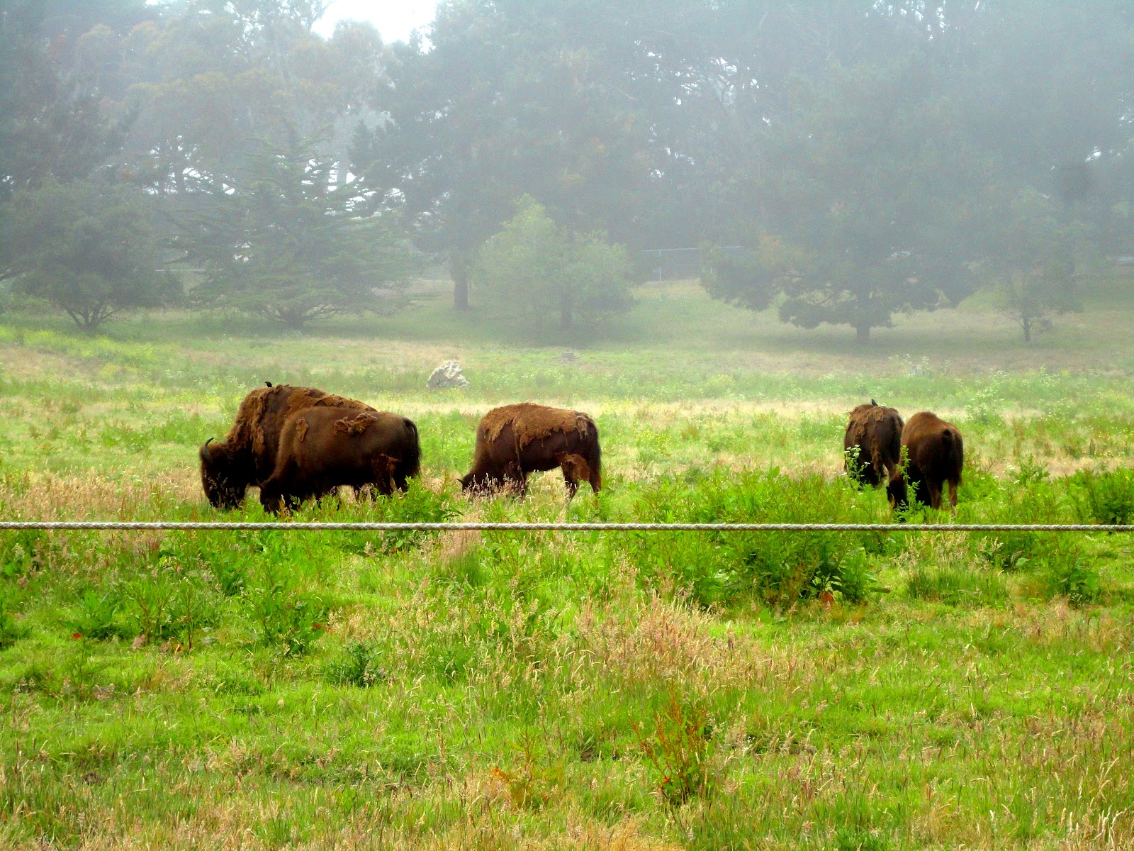 Wolna Amerykanka czyli Catch-As-Catch-Can!: Buffalo In A Misty Golden ...