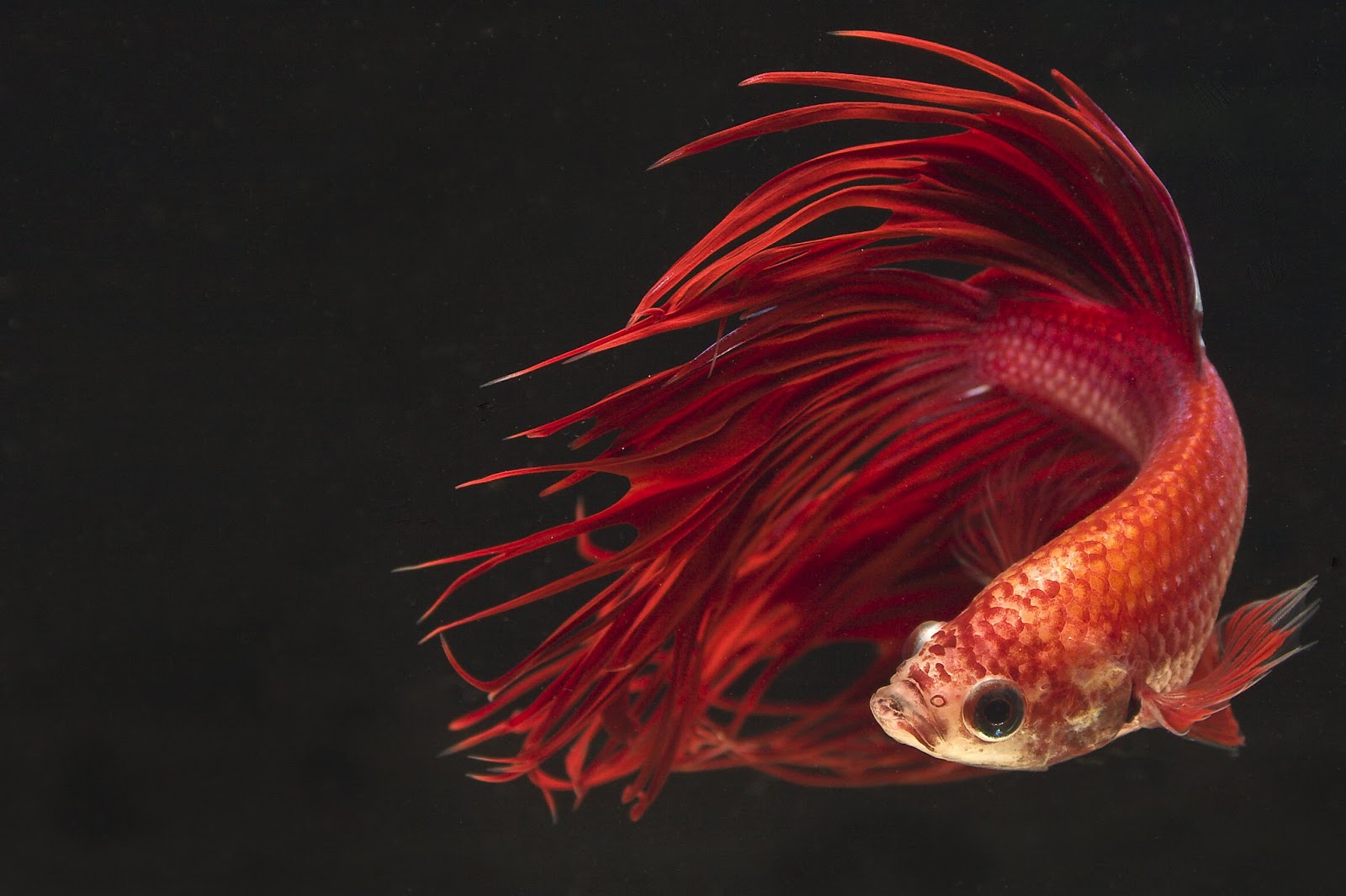 BETTA FISH photos - wallpapers (ανανεωμένο) | the fun bank