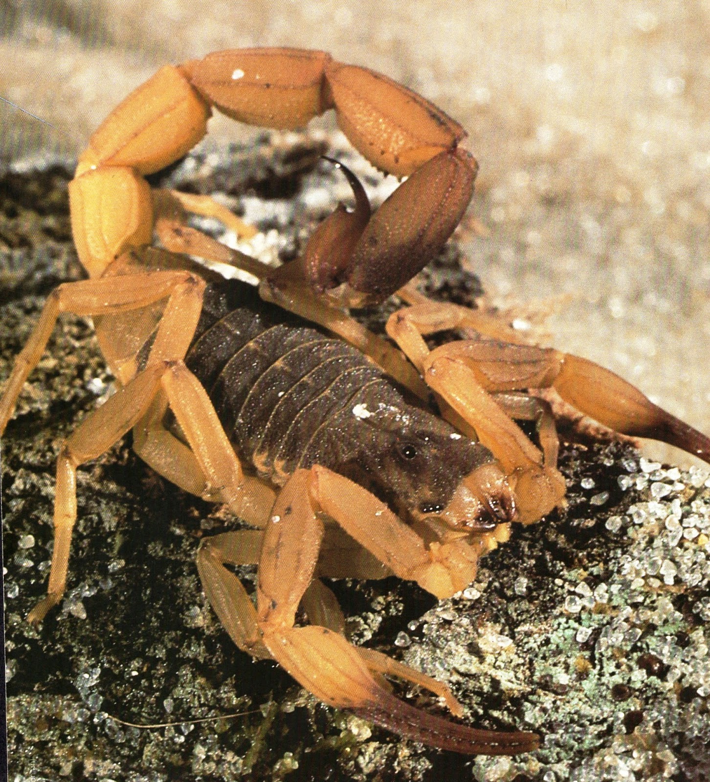 Revista Aruanã Lazer e Esporte no