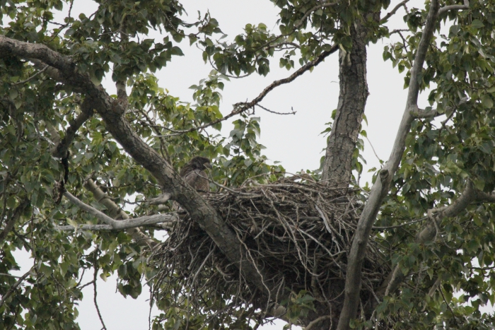 kenai river alaska float trip; bald eagle nest