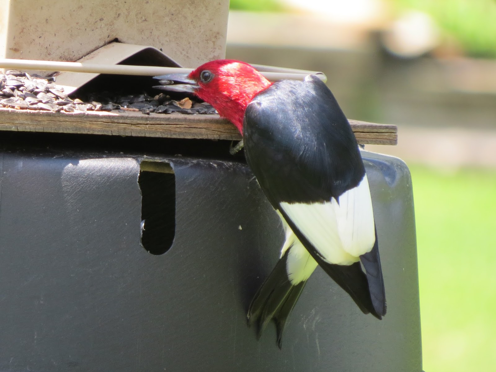 Blue Jay Barrens: Red-headed Woodpeckers