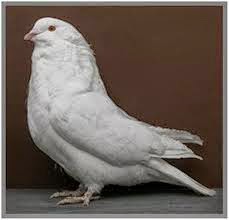 Pigeons And Parrots