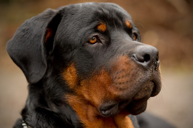 Headshot of a rottweiler showing its brown eyes, ears and mouth