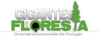 Blog Gigantes da Floresta