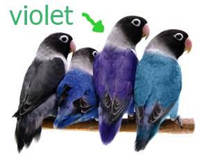 Burung Lovebird Violet Ciri Ciri Harga Dan Gambar Nya Burung Babe