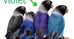 Burung Lovebird Violet Ciri Ciri Harga Dan Gambar Nya Burung Babe