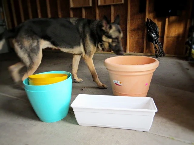 Finn sniffing planters