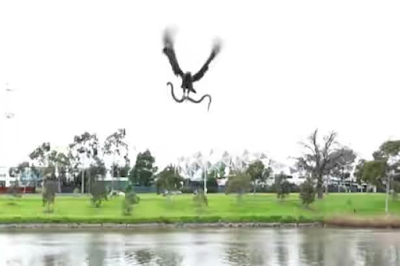 1a2 Family enjoying riverside picnic in Australia get a nasty surprise when hawk drops live snake on their BBQ
