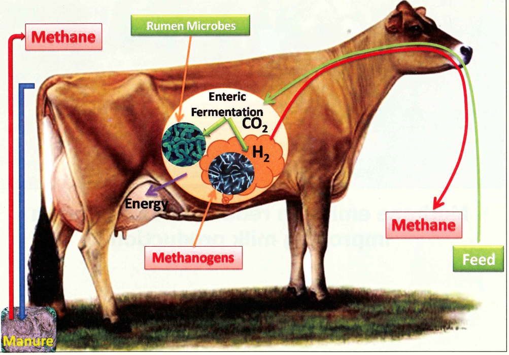 Methane Emission Reduction in Dairy Animals