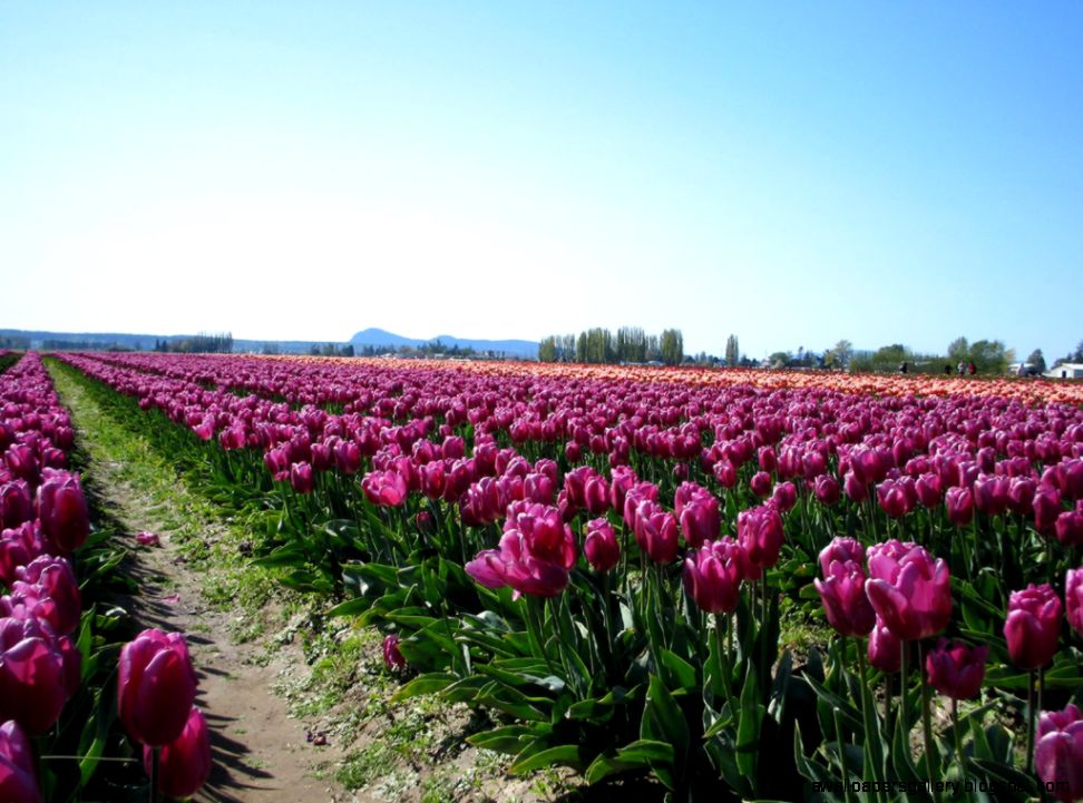 Purple Tulip Fields