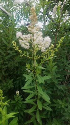 Future Plants By Randy Stewart Spirea