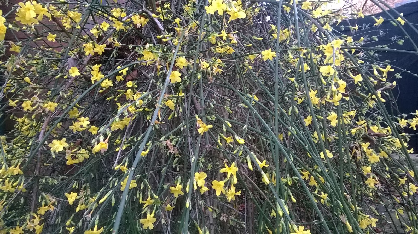life between the flowers Jasminum Nudiflorum Winter Jasmine Yellow