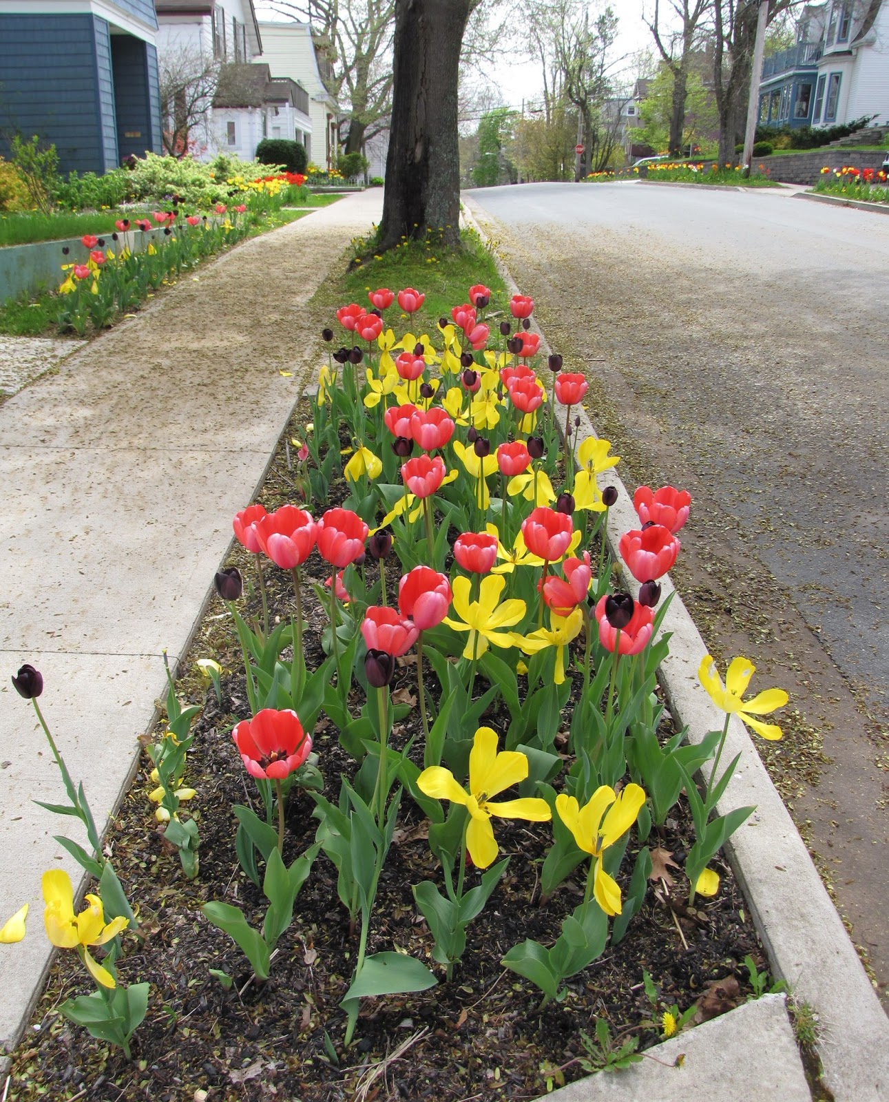 Passage to Sackville. To think that I saw it on Tulip Street.