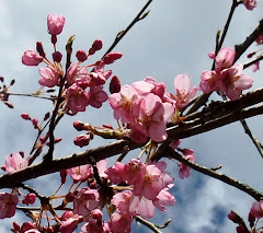 Cherry Blossoms 03/12