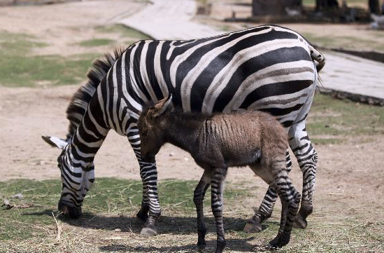 Зебра спаривается. Зебра спа. Зебры совокупляются. Спаривание зебр