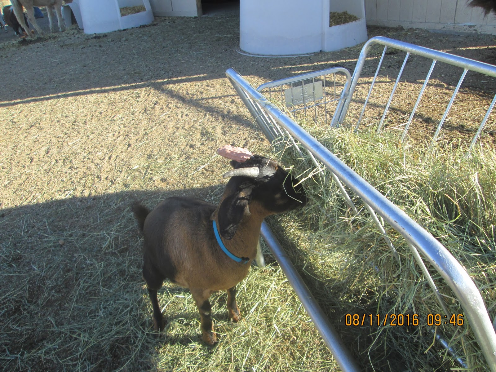 Animal Antics Fun with Rescued Animals New Feeder from Murdock's