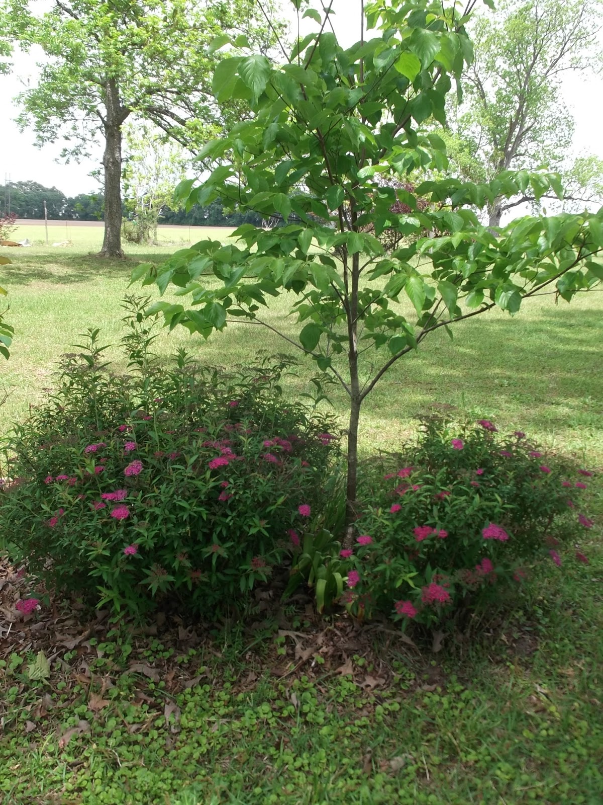Cheap Adidas White Superstar Cheap Adidas Ireland
