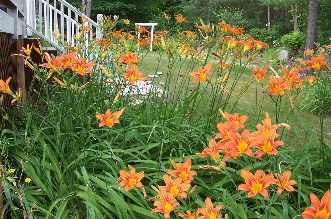 Perennial Passion Ditch Lilies