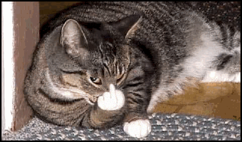 Art Cat GIF with caption • FUCK YOU • Cat haters gonna hate! Art Cat GIF with caption • FUCK YOU • Cat haters gonna hate!