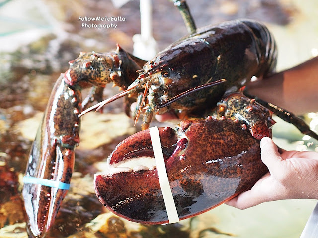 Canadian Lobster  RM 988++ 3Kg+- 