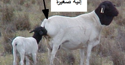 انثى الخروف بالعربية Atomussekkai Blogspot Com