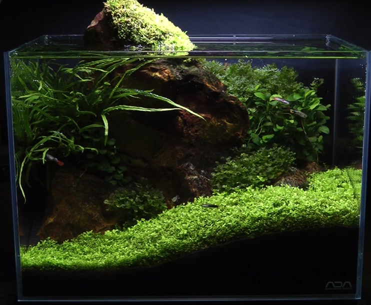 aquascape minimalis batu contoh gambar aquascape dan jenis tanaman alam ikan aquascape minimalis batu contoh gambar aquascape dan jenis tanaman alam ikan