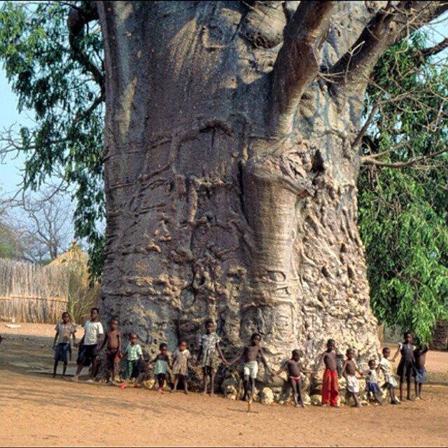 Science4All Arabic Baobab Tree african-baobab-tree