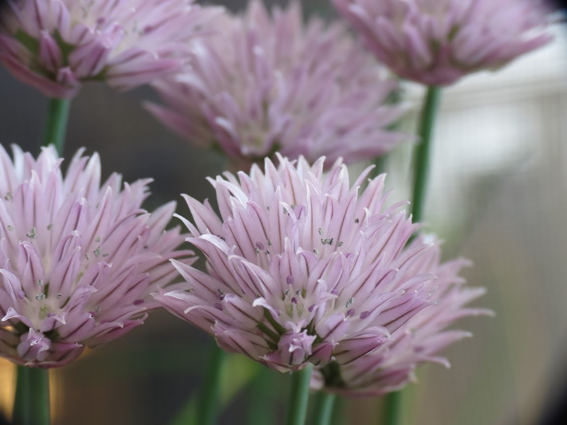 Lillys kleine Gartenwelt