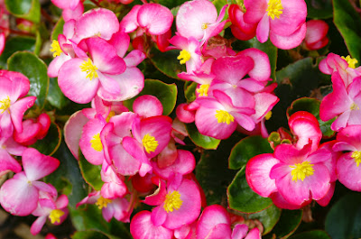 El Jardinero, plantas y flores: Begonia de cera
