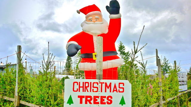 Chung's Christmas Trees | Ladner, BC