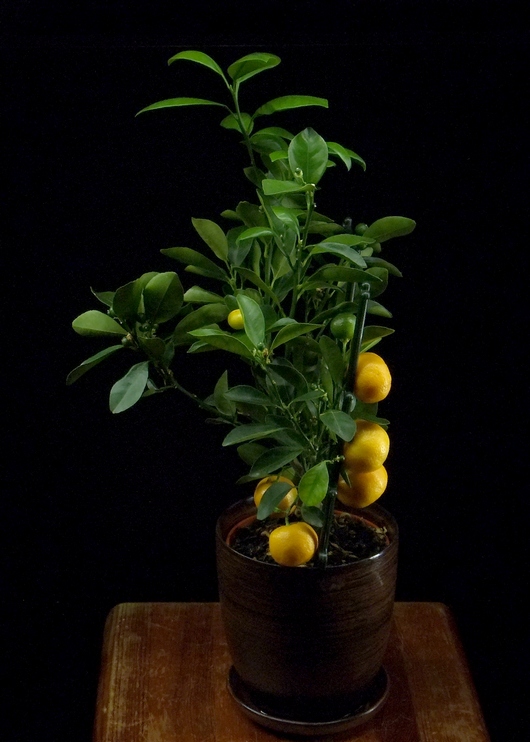 citrus mandarin tree