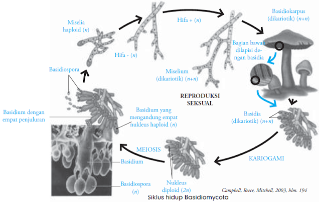 Jamur Basidiomycota (Ciri-Ciri, Reproduksi, Jenis, dan Contoh Jamur Basidiomycota | Jamur Merang, Kuping)