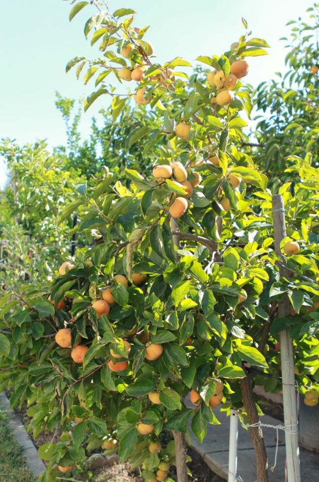 How to Plant and Grow Persimmon, Growing Persimmons From Seed