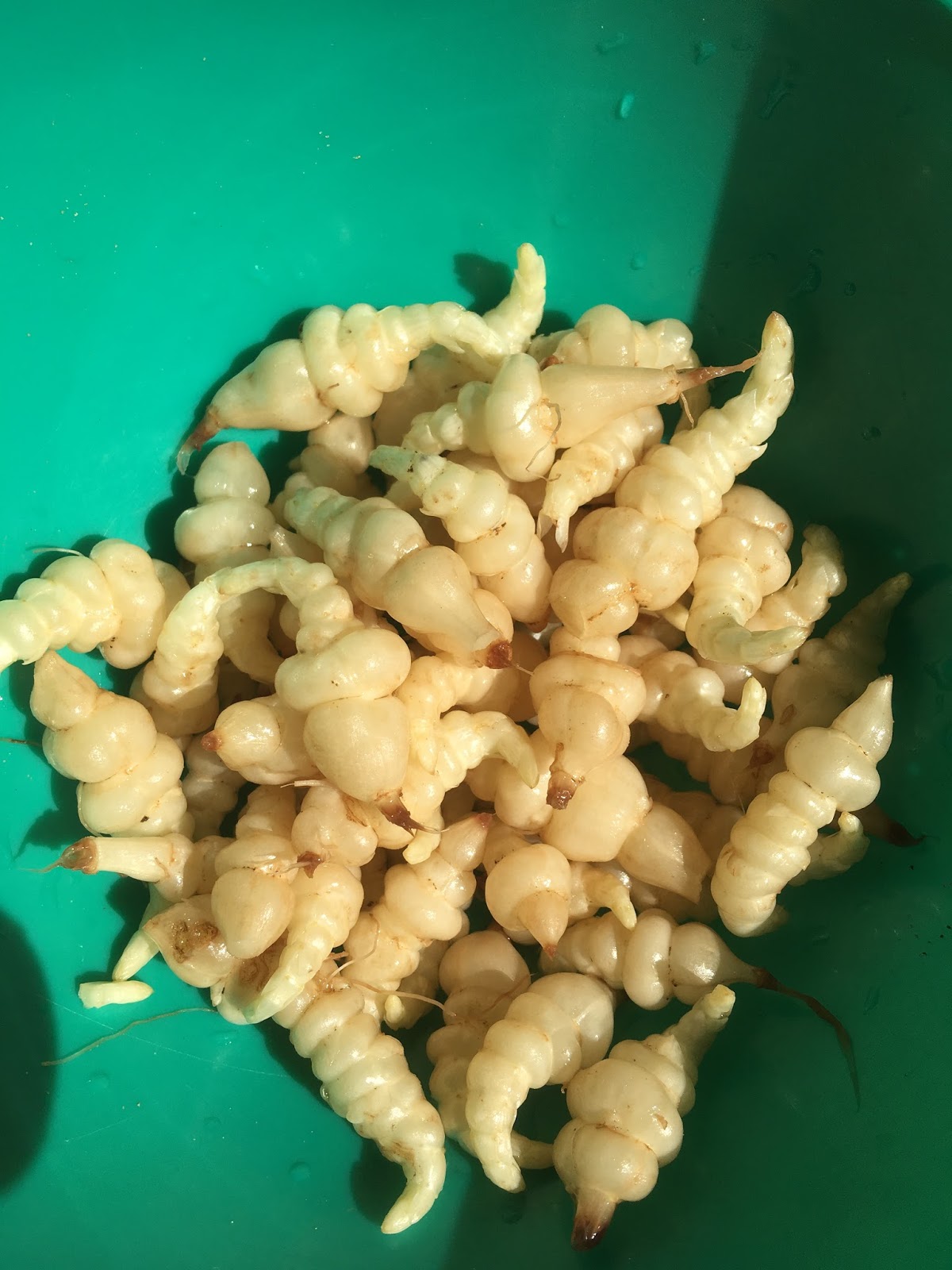 Sol Laug Havens - Pemaculture Community Farm: Chinese artichoke