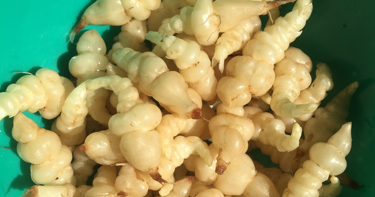 Sol Laug Havens - Pemaculture Community Farm: Chinese artichoke