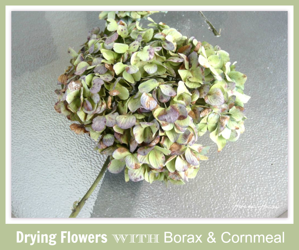 Hibiscus House Drying Flowers with Borax Cornmeal Mixture