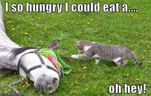 [Image: cat-cats-kitten-kitty-pic-picture-funny-...hungry.jpg]