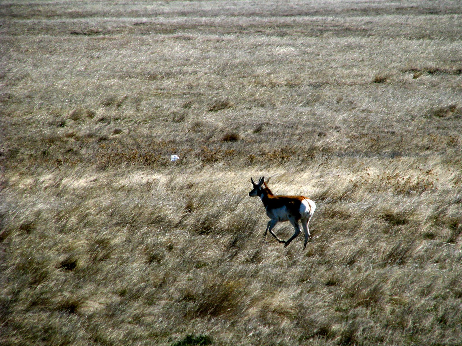 Blogs & Blooms Starving Antelope eat Junipers